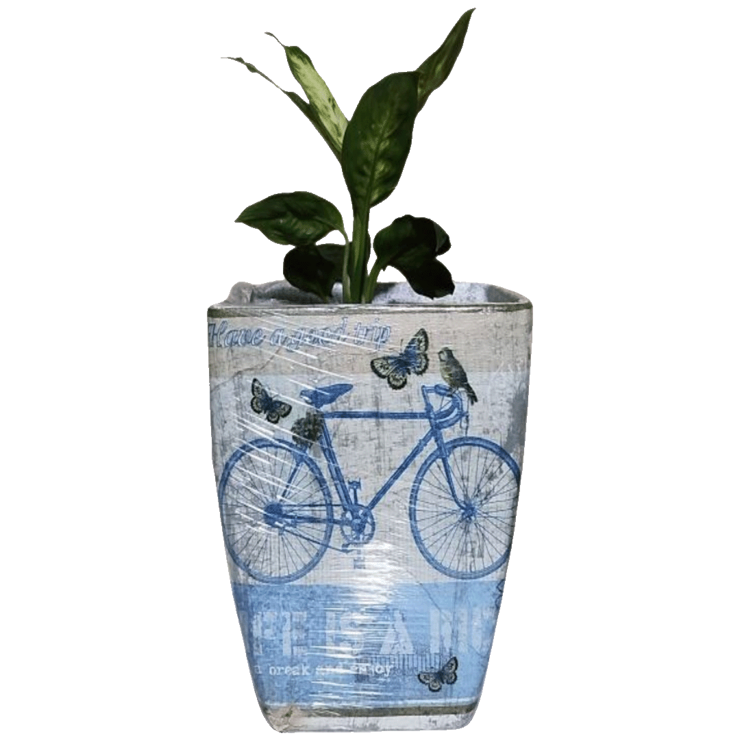 Home bicicleta